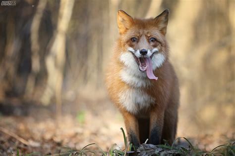 Fox Red Chasing Hunting Tired Tongue Foxes Wallpapers Hd