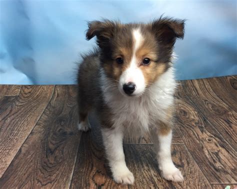 Looking for shetland sheepdog puppies for sale? Shetland Sheepdog Puppies For Sale | Canton, OH #233669