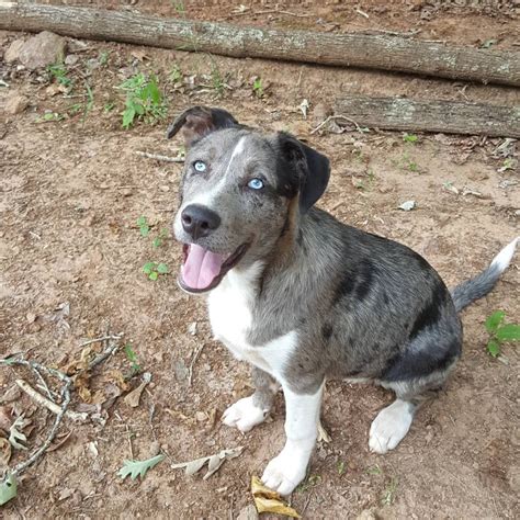 Alaskan Malamute Mix With Pitbull Pets Lovers