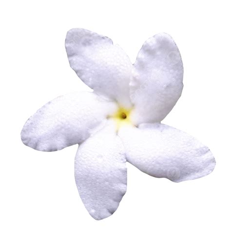 Gambar Foto Bunga Musim Panas Melati Putih Yang Cantik Floral Putih
