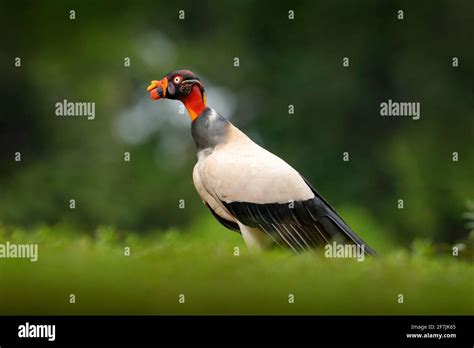 King Vulture Sarcoramphus Papa Large Bird Found In Central And South