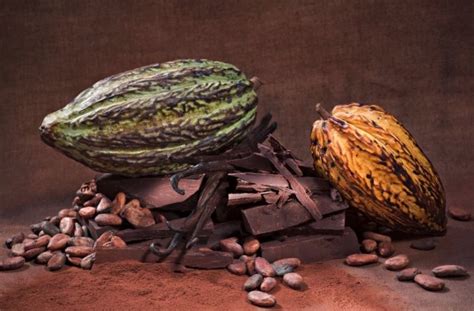 All The Benefits Of Cocoa Properties And Contraindications Wellnessbeam