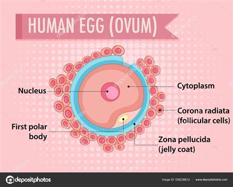 Diagram Showing Human Egg Ovum Illustration Stock Vector Image By ©interactimages 556236612