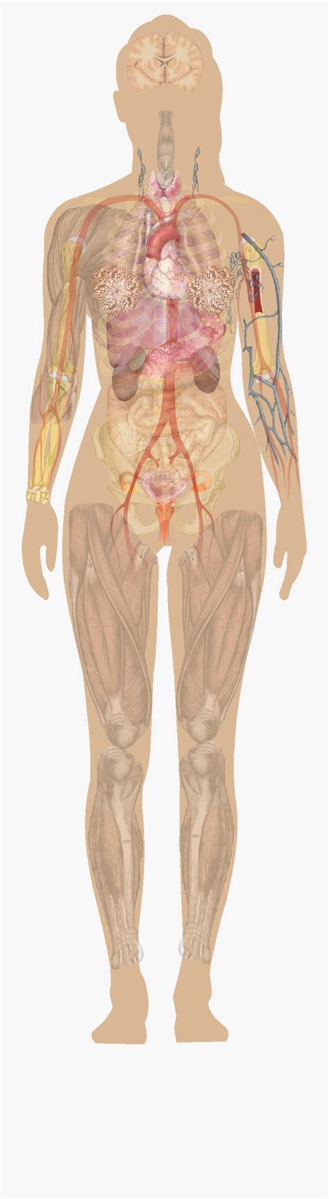 Abdominal Anatomy Male Human Body Diagram Without Labels