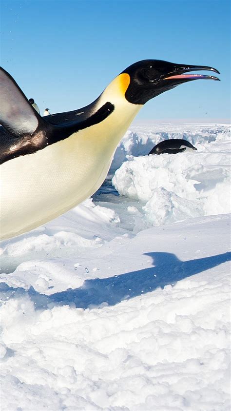 Emperor Penguin Jumping Out Of Water N Antarctica Backiee