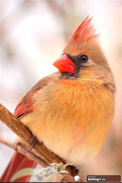 During winter they tend to create big flocks. female cardinal Northern Cardinal is the state bird of ...