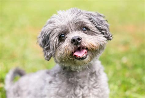 Shih Tzu Poodle Mix Check This Before Rescuing A Shih Poo Pawleaks