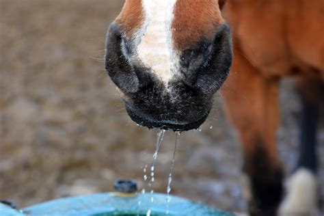 How To Lead A Horse To Water And Get Him To Drink Springhill Equine