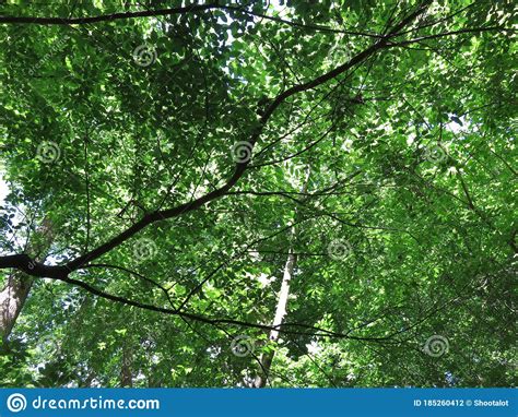 Green Canopy Of Leaves In May Stock Photo Image Of Canopy Trees