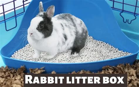 Best Rabbit Litter Box In 2023 Review And Guide