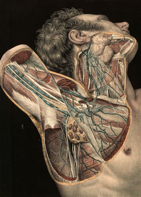 1839 Vintage Anatomy Illustration Human Anatomy Art Human Body Art