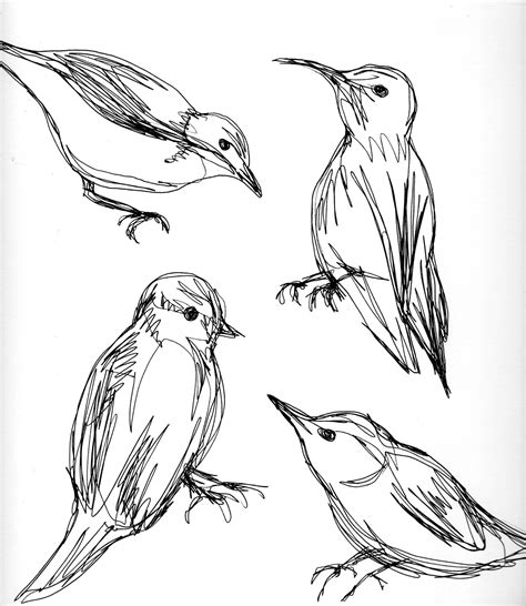 Line Drawings Birds