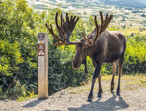 Now businesses are starting to catch on and they are putting the customer first, these alaska, null area new car dealerships know that you are what makes the difference. Moose in Anchorage | Visit Anchorage