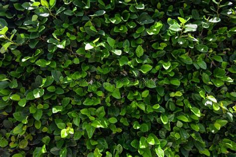 Natural Green Hedge Background Of A Climbing Shrub Covering A Wall