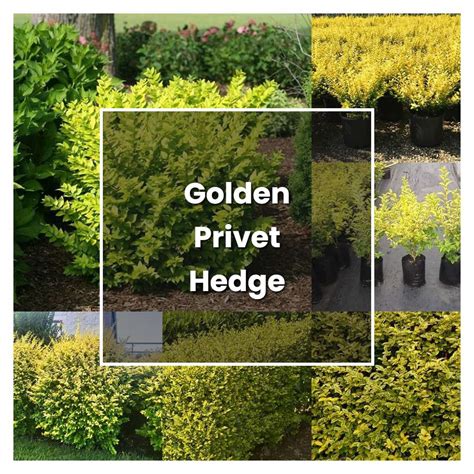 How To Grow Golden Privet Hedge Plant Care And Tips Norwichgardener