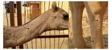 Camel can manage the threads for you in a jvm, instead of you creating and camel is known for eip, however it has several other powerful features. Camelpox Virus Vaccine - Creative Biolabs