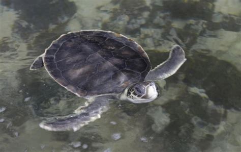 Flatback Sea Turtle Ocean Treasures Memorial Library