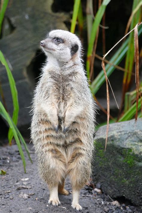 Free Images Nature Wilderness Hair Desert Cute Wildlife Wild