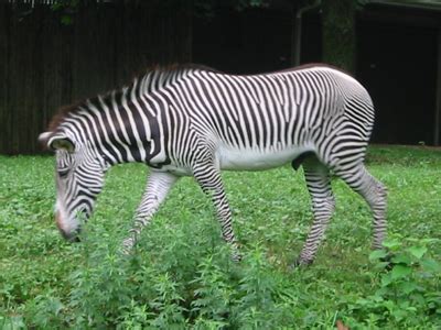 Транскрипция и произношение слова herbivore в британском и американском вариантах. Herbivores, Carnivores, and Omnivores, Oh My!