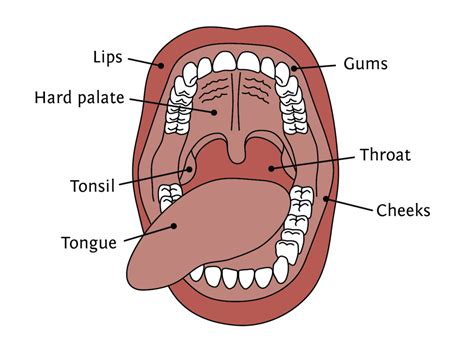 Oral Cancer Tmj Specialist Blog Dr Christine Wenrick