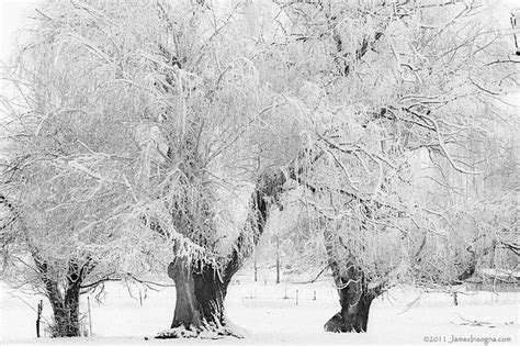 Black And White Photograph Of Two Trees In The Snow With One Tree