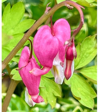 Lamprocapnos Spectabilis Syn Dicentra Spectabilis Bleeding Heart