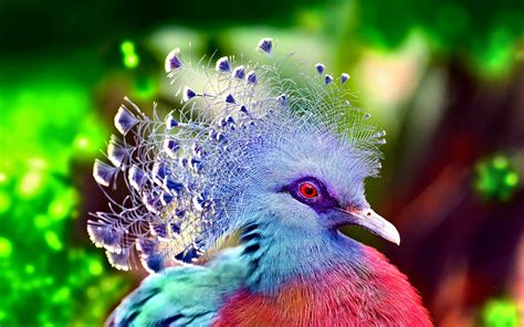 Download Colorful Pigeon Bird Animal Victoria Crowned Pigeon 4k Ultra