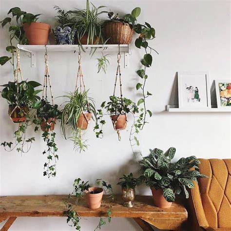 Where do you hang hanging planters? The 8 best low-light plants that are almost impossible to ...