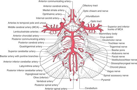 Image Result For Branches Of Internal Carotid Artery Carotid Artery