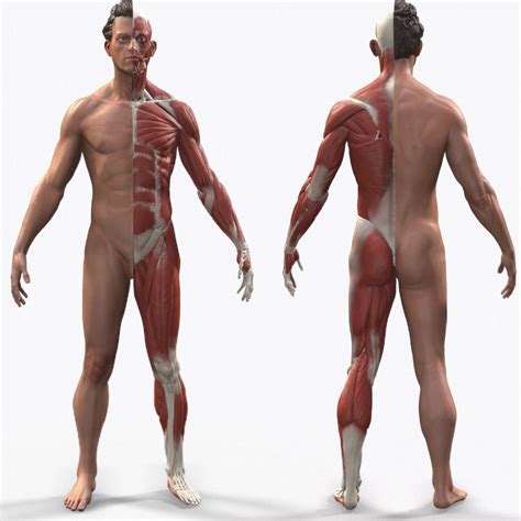 Ecorche Male Anatomical Reference 3D Model CGTrader