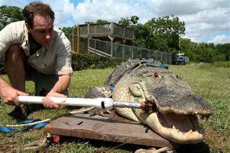 Crocodiles Have Strongest Bite Ever Measured Hands On Tests Show