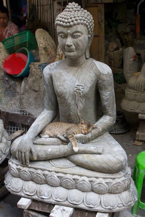 Buddhist Cats Will So Take A Lap Cats And Kittens Crazy Cats