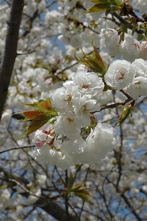 Mt Fuji Flowering Cherry Tree Large And Graceful Pure White Cherry