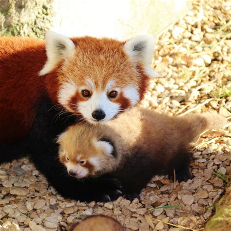 4mother And Baby Red Pandas At Longleat Pic Ian Turner