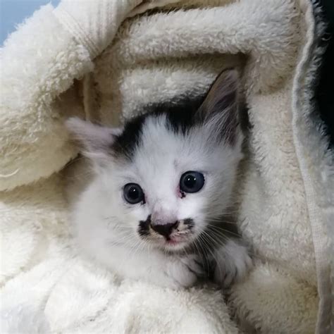 Kitten For Adoption Yee Veterinary Clinic Animalcare