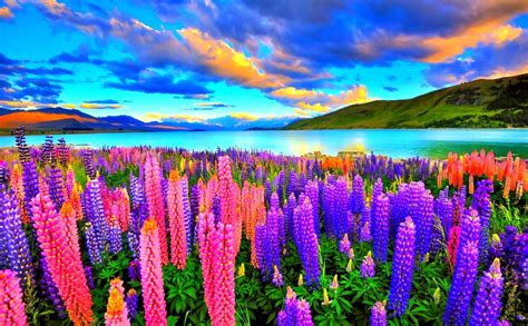 Beautiful Scenery Pictures Flowers Images Hd To 4k Quality All Ready
