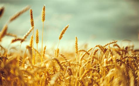 Wheat Field Wallpaper Hd