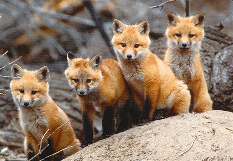 Foxes Badgergirlpod