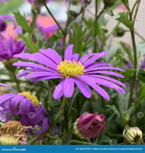 Purple Flower Yellow Center Meadow Stock Image Image Of Life Center