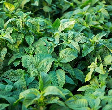 Jamaican Callaloo Seeds Edible Amaranth Etsy