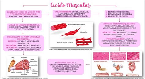 Tecido Muscular Liso Mapa Conceitual Citologia E Histologia Images Porn Sex Picture