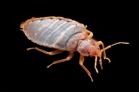 Dont Let The Bed Bugs Bite Public Health Professionals Give Tips To
