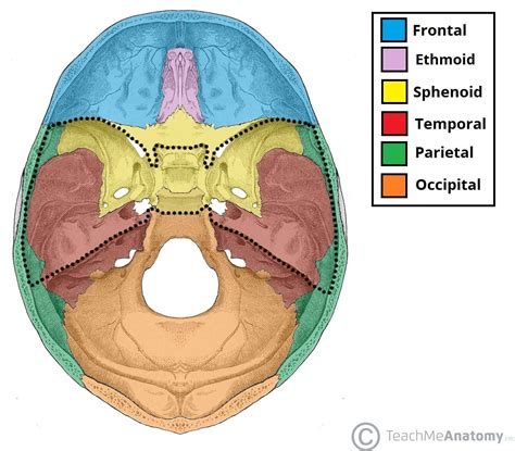 Cranial Nerves Teach Me Anatomy