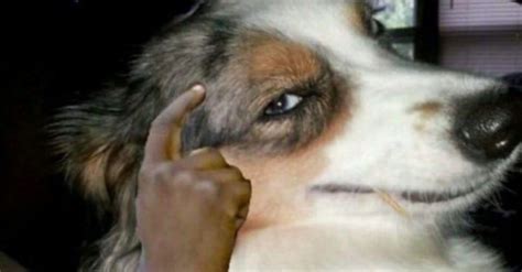 Создать мем Dog собака Dog Face Картинки Meme