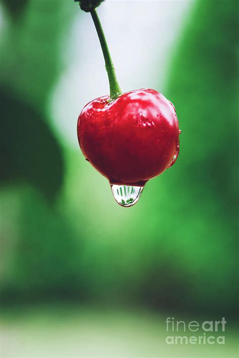 Red Cherry With Water Drop On A Green Background Photograph By Michal Bednarek Pixels