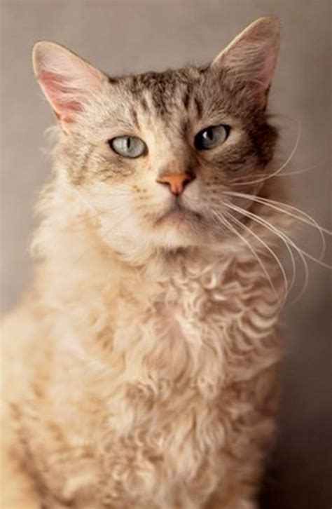 curly haired cat breeds cat breeds encyclopedia