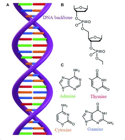 Phosphate Group DNA Structure