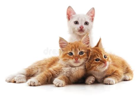 Tres Gatos Rojos Foto De Archivo Imagen De Lindo Vida 100053702