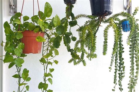 10 Hanging Plants And Pots That Are Perfect For A Balcony Balcony Boss