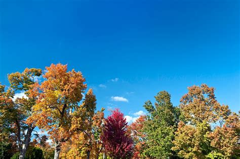 Colorful Autumn Trees With A Blue Sky Del Colaborador De Stocksy